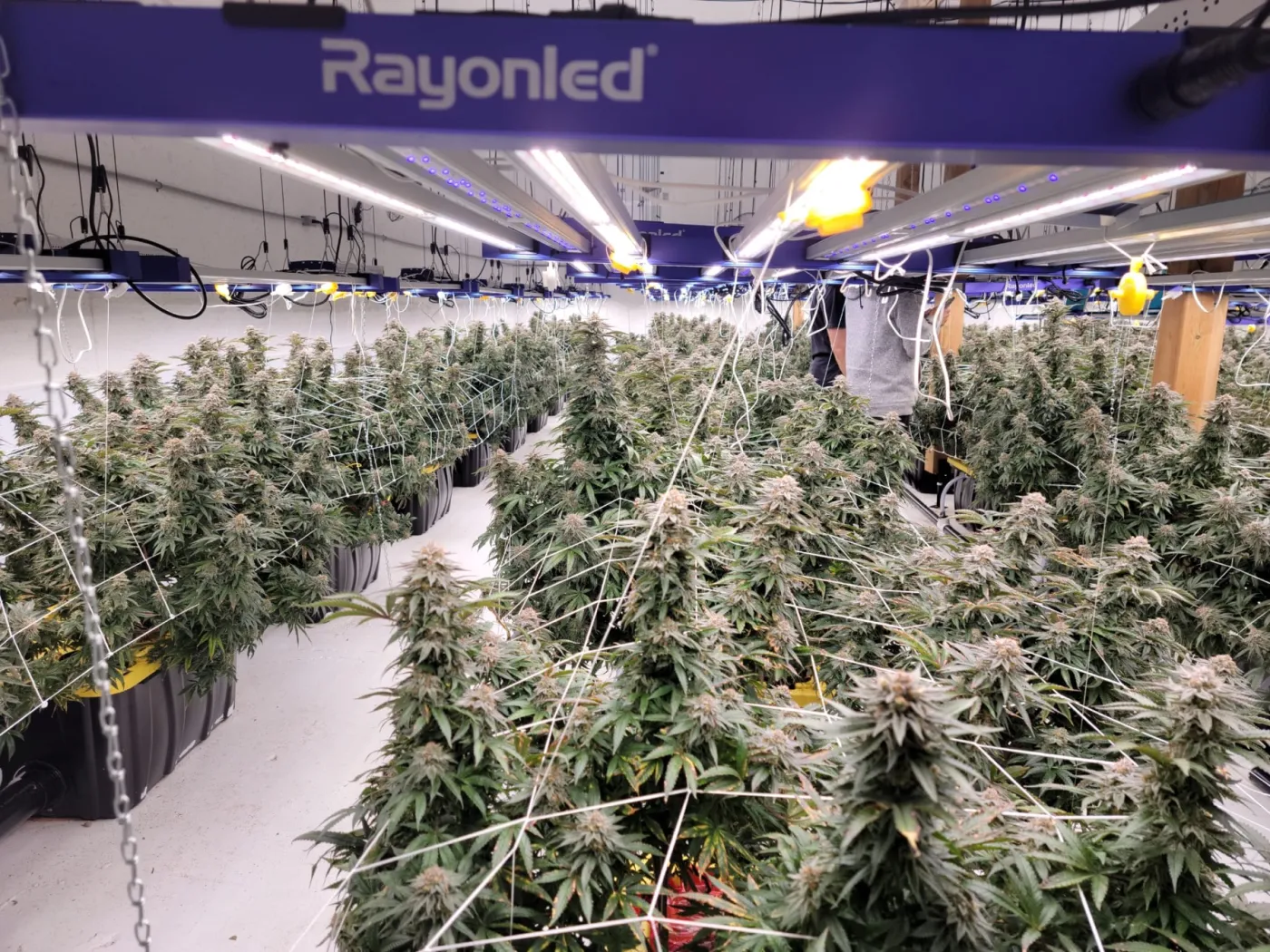 RayonLED top lights installed above a flowering canopy
