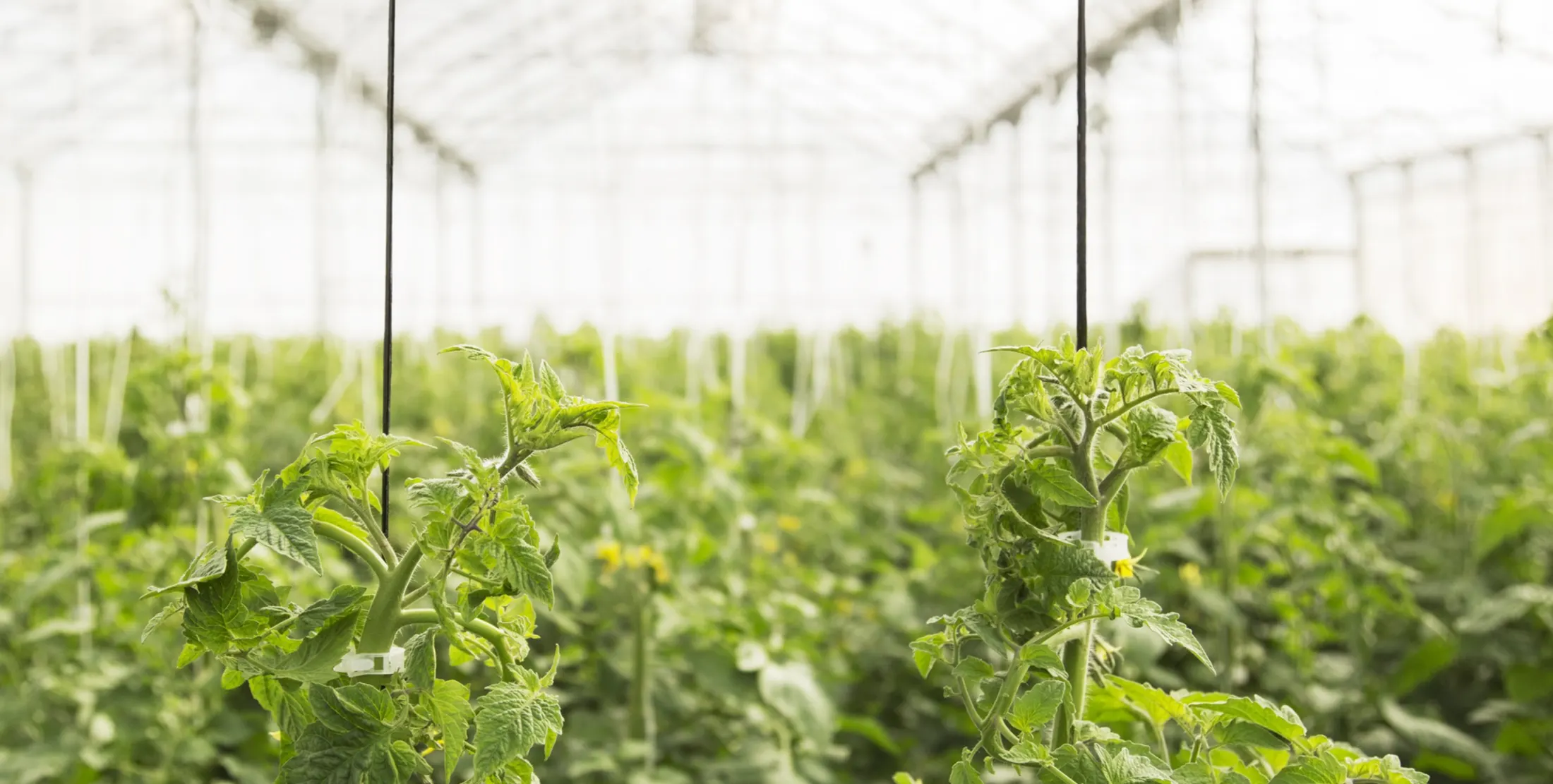 Greenhouse plants filling a bright growing canopy